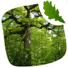 stère bois de chauffage en Chêne