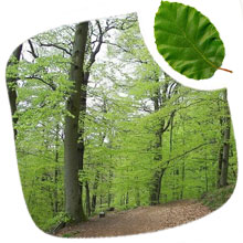 stère bois de chauffage en Hêtre